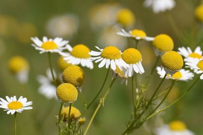 Close-up of yellow flowering plants