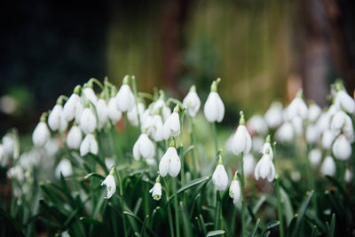 Close-up of white flowers blooming outdoors