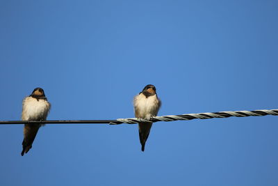 Low angle view of birds perching on blue sky