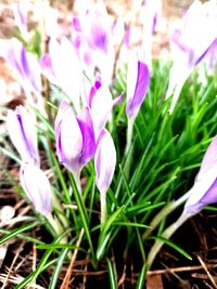 Close-up of purple crocus flowers on field