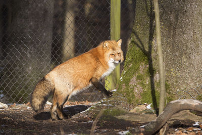 Portrait of fox walking on field