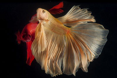 Close-up of fish swimming in sea