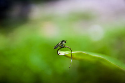 Close-up of insect on plant