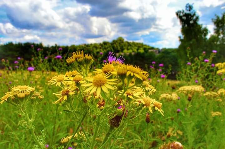 flower, flowering plant, plant, freshness, beauty in nature, fragility, vulnerability, growth, nature, field, land, flower head, sky, cloud - sky, landscape, yellow, close-up, no people, focus on foreground, environment, outdoors, pollen