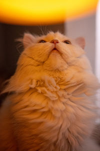 Close-up of a cat
