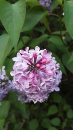 Close-up of pink flowers blooming outdoors