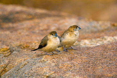 High angle view of birds perching on rock