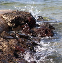 Close-up of turtle in sea