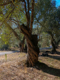 Trees growing in field