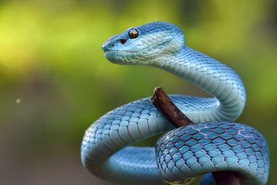 Blue insularis snake tree pit viper 