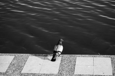 High angle view of seagull perching on a lake