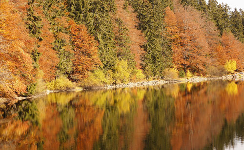 Scenic view of lake in forest during autumn