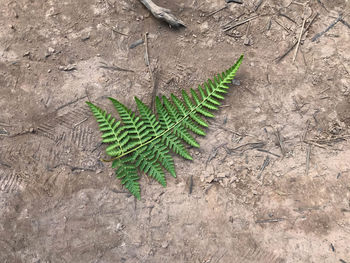 High angle view of plant growing on field