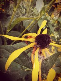 Close-up of yellow flower