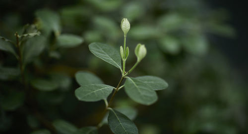 Close-up of plant