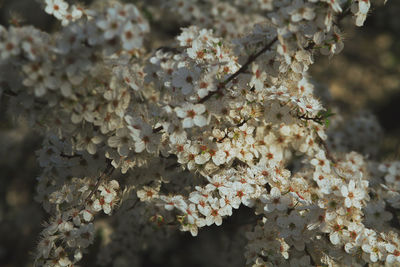 Close-up of cherry blossoms in spring