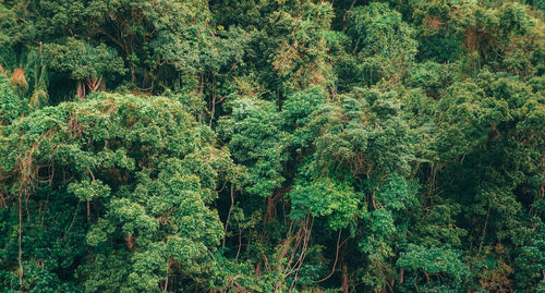 Full frame shot of trees in forest