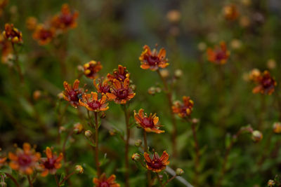 Close-up of flowering plants on field