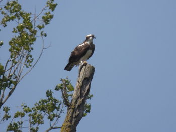 Low angle view of birds perching on tree