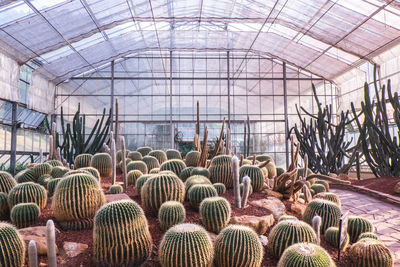 Cactus growing in greenhouse