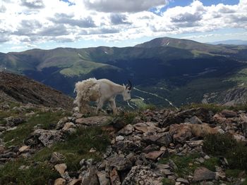 Mountain goat on rocky field by mountains against sky