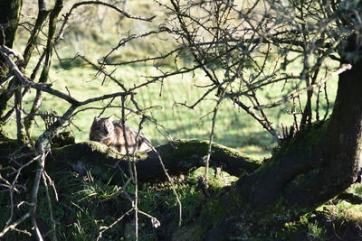 View of a cat sitting on a tree