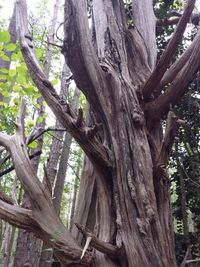 Close-up of tree trunk in forest