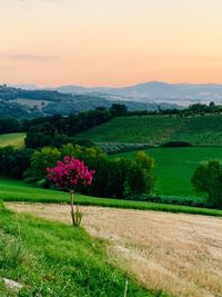 Scenic view of flowering plants on field against sky during sunset