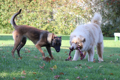 Dogs running on field