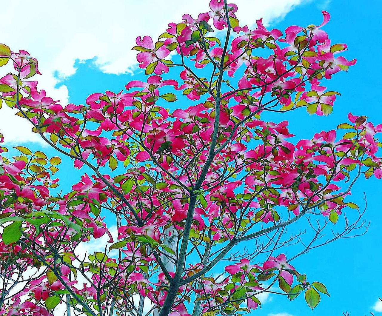 LOW ANGLE VIEW OF PINK FLOWERING PLANT AGAINST SKY