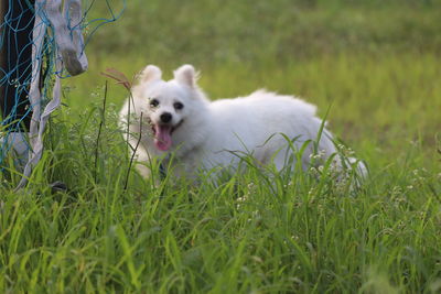 View of a dog on field