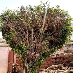 Ivy growing on tree trunk