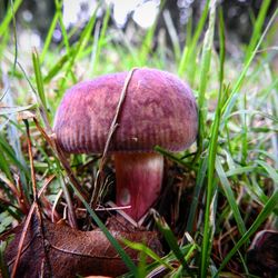 Close-up of mushroom growing on field