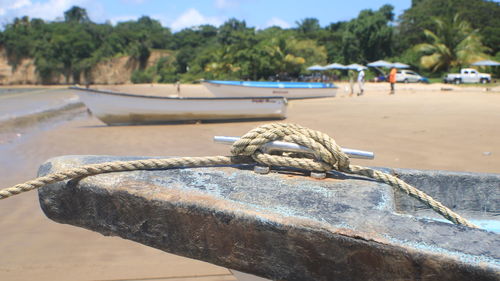 Close-up of crab on beach