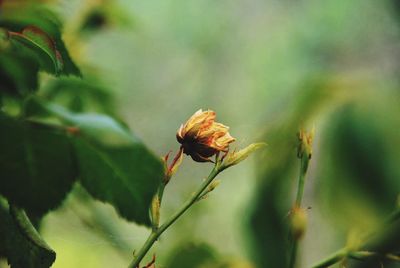 Close-up of insect on flower