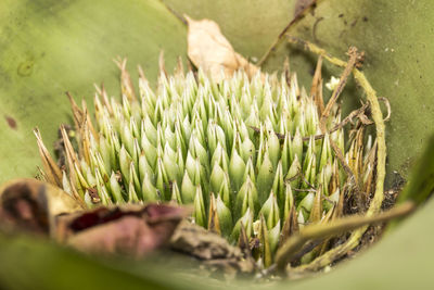 Close-up of corn on field