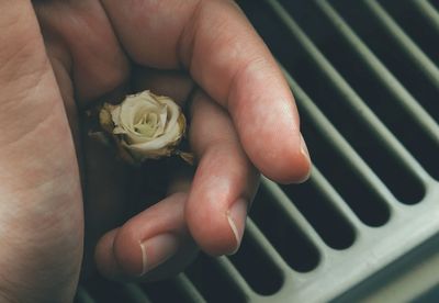 Close-up of hand holding small rose on table