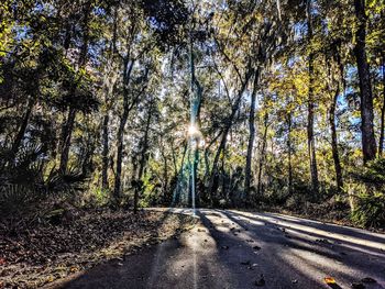 Road amidst trees in forest