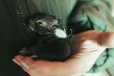 Close-up of hand holding cat