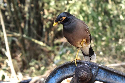 Close-up of a bird