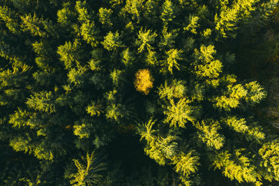 Yellow tree in green forest aerial drone view. fall background. autumn forest.