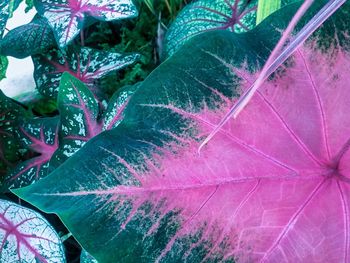 Close-up of raindrops on leaves