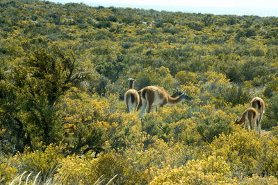 The guanaco is a widespread camelid in south america, including argentina, up to tierra del fuego.