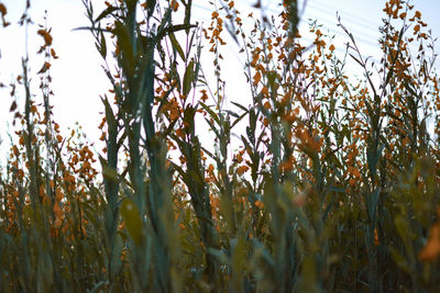 Low angle view of crops on field against sky