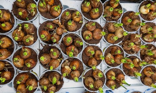 High angle view of food on table