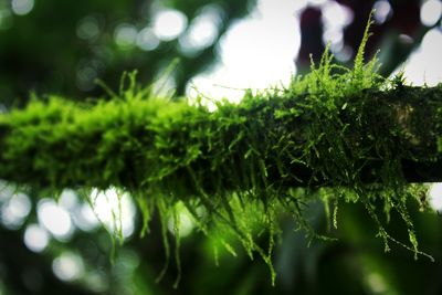 Close-up of plants