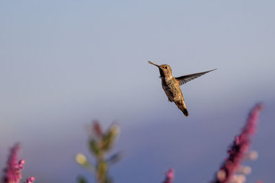 Low angle view of bird flying against clear sky