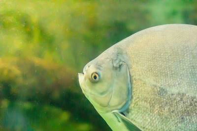 Close-up of fish swimming in sea