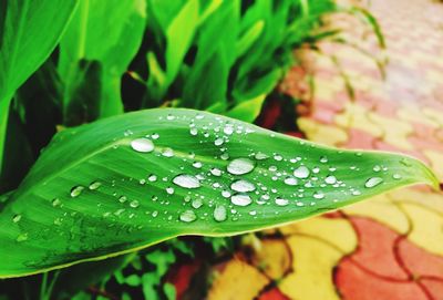 Close-up of raindrops on leaves