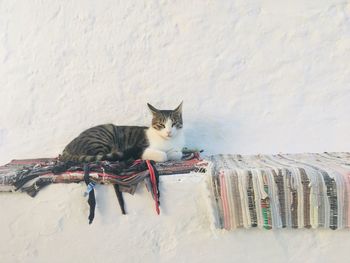 Portrait of cat relaxing on white wall